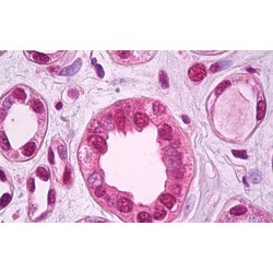 Zinc Finger E-Box-Binding Homeobox 2 (ZEB2) Antibody