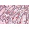 Guanine Nucleotide-Binding Protein G(t) Subunit Alpha-3 (GNAT3) Antibody