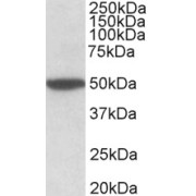 abx431813 (2 µg/ml) staining of Mouse Brain lysate (35 µg protein in RIPA buffer). Primary incubation was 1 hour. Detected by chemiluminescence.