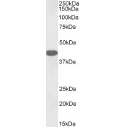 Biotinylated abx431814 (0.1 µg/ml) staining of Human Liver lysate (35 µg protein in RIPA buffer), exactly mirroring its parental non-biotinylated product. Primary incubation was 1 hour. Detected by chemiluminescence, using streptavidin-HRP and using NAP blocker as a substitute for skimmed milk.