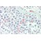Adipogenin Antibody
