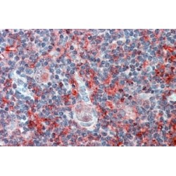 Cell Adhesion Molecule 4 (CADM4) Antibody
