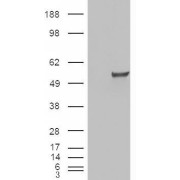 abx431836