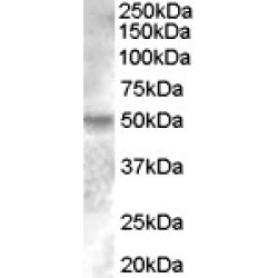 Estrogen-Related Receptor Gamma (ESRRG) Antibody