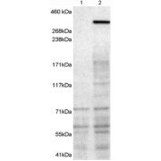 abx431838 (1 µg/ml) staining of 1) untransfected HEK293T cells 2) HEK293T cells transfected with mouse NBEA. Detected by chemiluminescence. Data kindly provided by Professor John Creemers, K.U. Leuven, Belgium