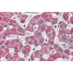Interleukin 1 Receptor Associated Kinase 4 (IRAK4) Antibody