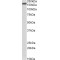 Neurofascin (NFASC) Antibody