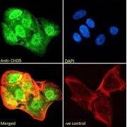 Immunofluorescence analysis of paraformaldehyde fixed U2OS cells, permeabilized with 0.15% Triton. Primary incubation 1hr (10 µg/ml) followed by AF488 secondary antibody (2 µg/ml), showing nuclear and cytoplasmic staining. Actin filaments were stained with phalloidin (red) and the nuclear stain is DAPI (blue). Negative control: Unimmunized goat IgG (10 µg/ml) followed by AF488 secondary antibody (2 µg/ml).