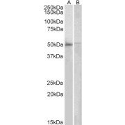 abx431869