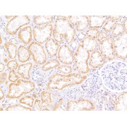 abx431874 (5 µg/ml) staining of paraffin embedded Human Kidney. Heat induced antigen retrieval with citrate buffer pH 6, HRP-staining.