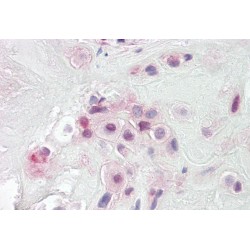 Serum Paraoxonase/arylesterase 2 (PON2) Antibody