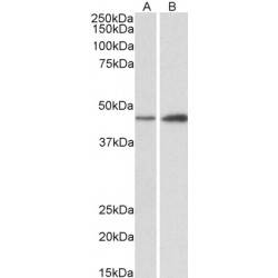 NDRG Family Member 2 (NDRG2) Antibody
