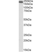 abx431892 (1 µg/ml) staining of Human Kidney lysate (35 µg protein in RIPA buffer). Primary incubation was 1 hour. Detected by chemiluminescence.
