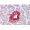 PCSK1N (proSAAS) Antibody