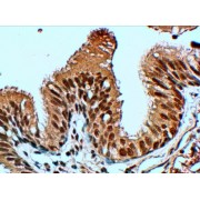 abx431900 (4 µg/ml staining of paraffin embedded Human Lung. Steamed antigen retrieval with citrate buffer pH 6, HRP-staining.