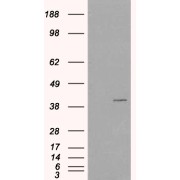 HEK293 overexpressing VPS26A and probed with abx431901 (mock transfection in first lane).