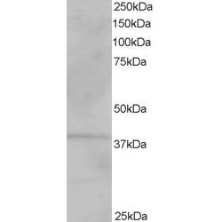 Vacuolar Protein Sorting-Associated Protein 26A (VPS26A) Antibody