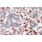 CXXC-Type Zinc Finger Protein 4 (CXXC4) Antibody