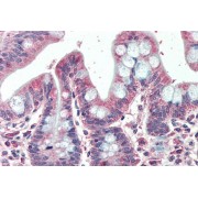 abx431916 (5 µg/ml staining of paraffin embedded Human Small Intestine. Steamed antigen retrieval with citrate buffer pH 6, AP-staining.