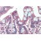 Echinoderm Microtubule-Associated Protein-Like 5 (EML5) Antibody