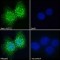 Autism Susceptibility Gene 2 Protein (AUTS2) Antibody