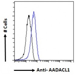 Arylacetamide Deacetylase-Like 1 (AADACL1) Antibody