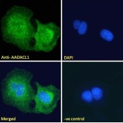 abx431923