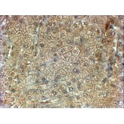 abx431928 (2 µg/ml staining of paraffin embedded Human Liver. Steamed antigen retrieval with citrate buffer pH 6, HRP-staining.