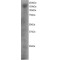 Dedicator of Cytokinesis 1 (DOCK1) Antibody