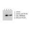 Protein Bicaudal C Homolog 1 (BICC1) Antibody