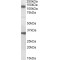 Cell Division Cycle And Apoptosis Regulator 1 (CCAR1) Antibody