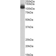 abx431939 (1 µg/ml) staining of Mouse Liver lysate (35 µg protein in RIPA buffer). Primary incubation was 1 hour. Detected by chemiluminescence.