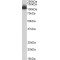 NACHT, LRR And PYD Domains-Containing Protein 12 (NLRP12) Antibody