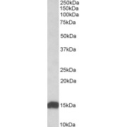 abx431944 (0.01 µg/ml) staining of Human Heart lysate (35 µg protein in RIPA buffer). Detected by chemiluminescence.