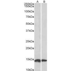 NADH Ubiquinone Oxidoreductase Subunit S6 (NDUFS6) Antibody