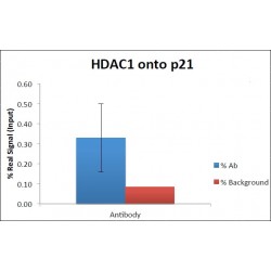 Histone Deacetylase 1 (Hdac1) Antibody