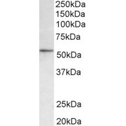abx431945 (0.3 µg/ml) staining of NIH3T3 lysate (35 µg protein in RIPA buffer). Primary incubation was 1 hour. Detected by chemiluminescence.