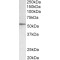 Histone Deacetylase 1 (Hdac1) Antibody