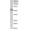 Tripartite Motif-Containing Protein 72 (TRIM72) Antibody