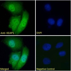 Kelch Like ECH Associated Protein 1 (KEAP1) Antibody