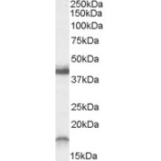 abx431959