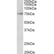 abx431961 (0.03 µg/ml) staining of Jurkat lysate (35 µg protein in RIPA buffer). Primary incubation was 1 hour. Detected by chemiluminescence.