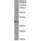 Tetraspanin-14 (TSPAN14) Antibody