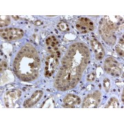 abx431968 (4 µg/ml staining of paraffin embedded Human Kidney. Steamed antigen retrieval with citrate buffer pH 6, HRP-staining.