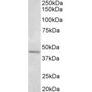 abx431969 (1 µg/ml) staining of Olfactory bulb lysate (35 µg protein in RIPA buffer). Primary incubation was 1 hour. Detected by chemiluminescence.