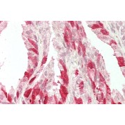 abx431975 (5 µg/ml staining of paraffin embedded Human Prostate. Steamed antigen retrieval with citrate buffer pH 6, AP-staining.
