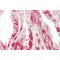 Protein kinase C-binding protein NELL2 (NELL2) Antibody