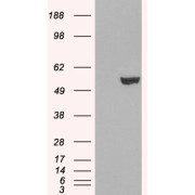 HEK293 overexpressing IRF6 and probed with abx431977 (mock transfection in first lane).