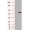 Interferon Regulatory Factor 6 (IRF6) Antibody