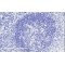 Inducible T-Cell Costimulator (ICOS) Antibody